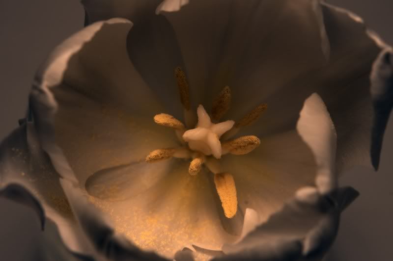 Fotografie