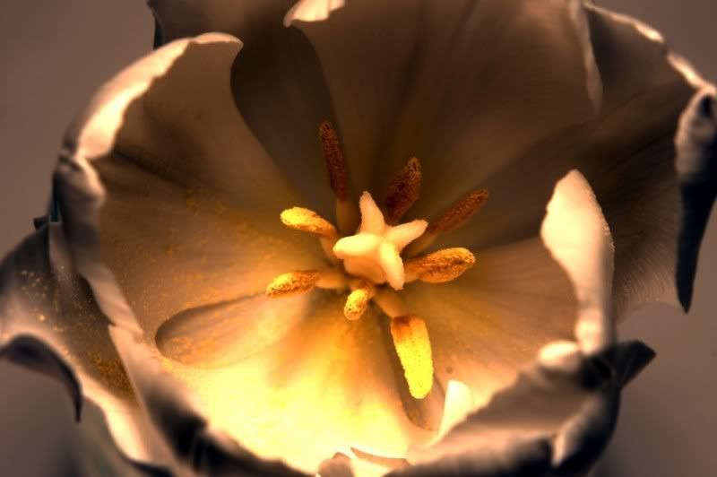 Fotografie