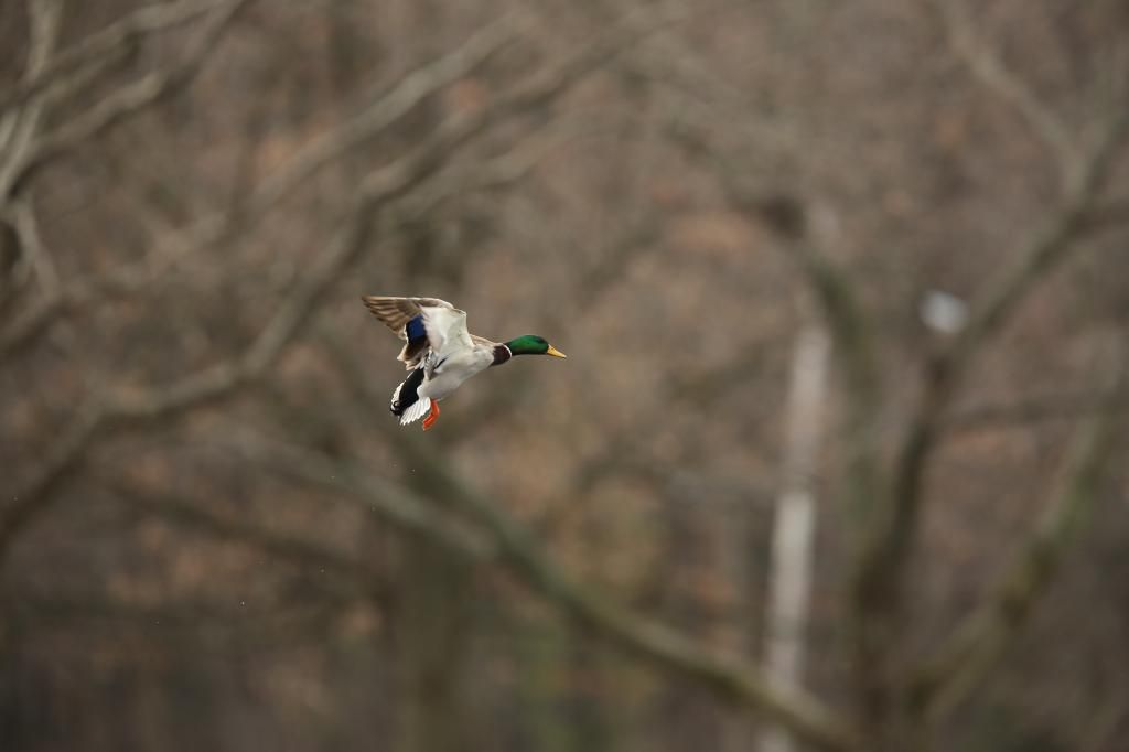 IMAGE: http://i422.photobucket.com/albums/pp304/woodzy9370/A13_0115_zps610a20f2.jpg