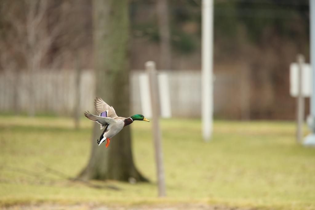 IMAGE: http://i422.photobucket.com/albums/pp304/woodzy9370/A13_0117_zpsa7e08e3c.jpg