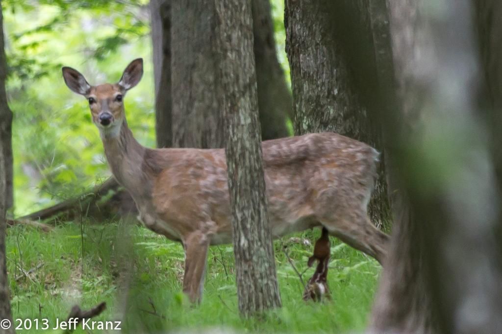 IMAGE: http://i422.photobucket.com/albums/pp304/woodzy9370/Deer-16_zpsb47707c2.jpg