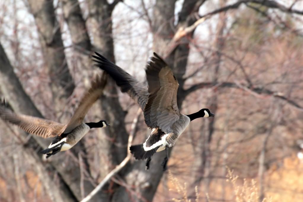 IMAGE: http://i422.photobucket.com/albums/pp304/woodzy9370/IMG_0737-c.jpg