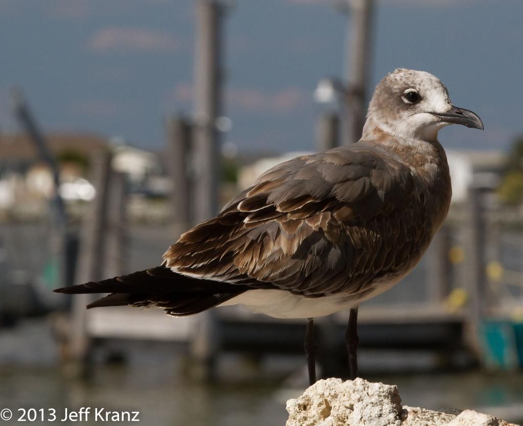 IMAGE: http://i422.photobucket.com/albums/pp304/woodzy9370/bif-cape-may-3754_zps8ff3e2ac.jpg