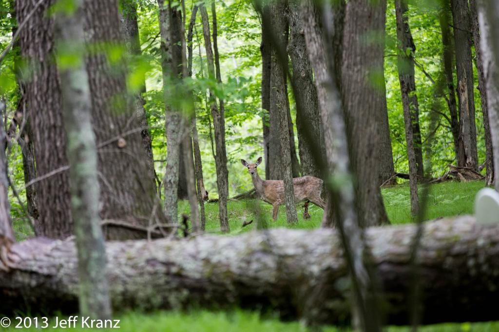 IMAGE: http://i422.photobucket.com/albums/pp304/woodzy9370/dc627a3d-e8af-42a2-b02c-4a9f9b4144b9_zps3a201eeb.jpg