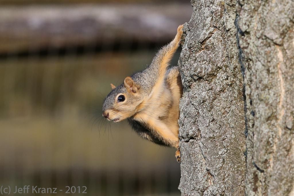 IMAGE: http://i422.photobucket.com/albums/pp304/woodzy9370/favorites/squirrel-400mm_zpsffda2686.jpg