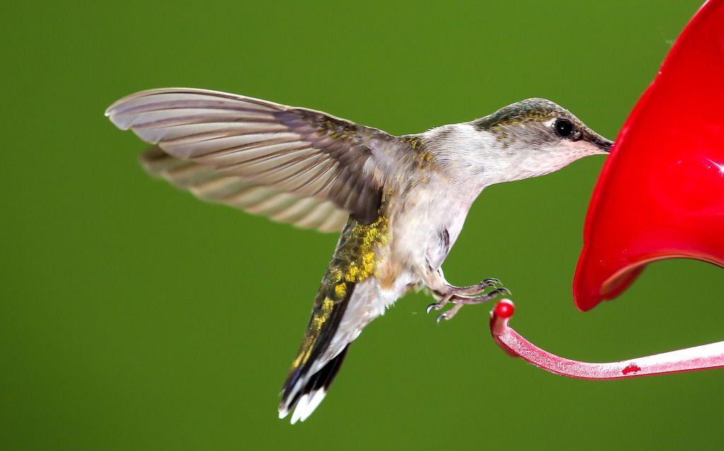 IMAGE: http://i422.photobucket.com/albums/pp304/woodzy9370/lr-humming--0228_zpsiigpzi7x.jpg