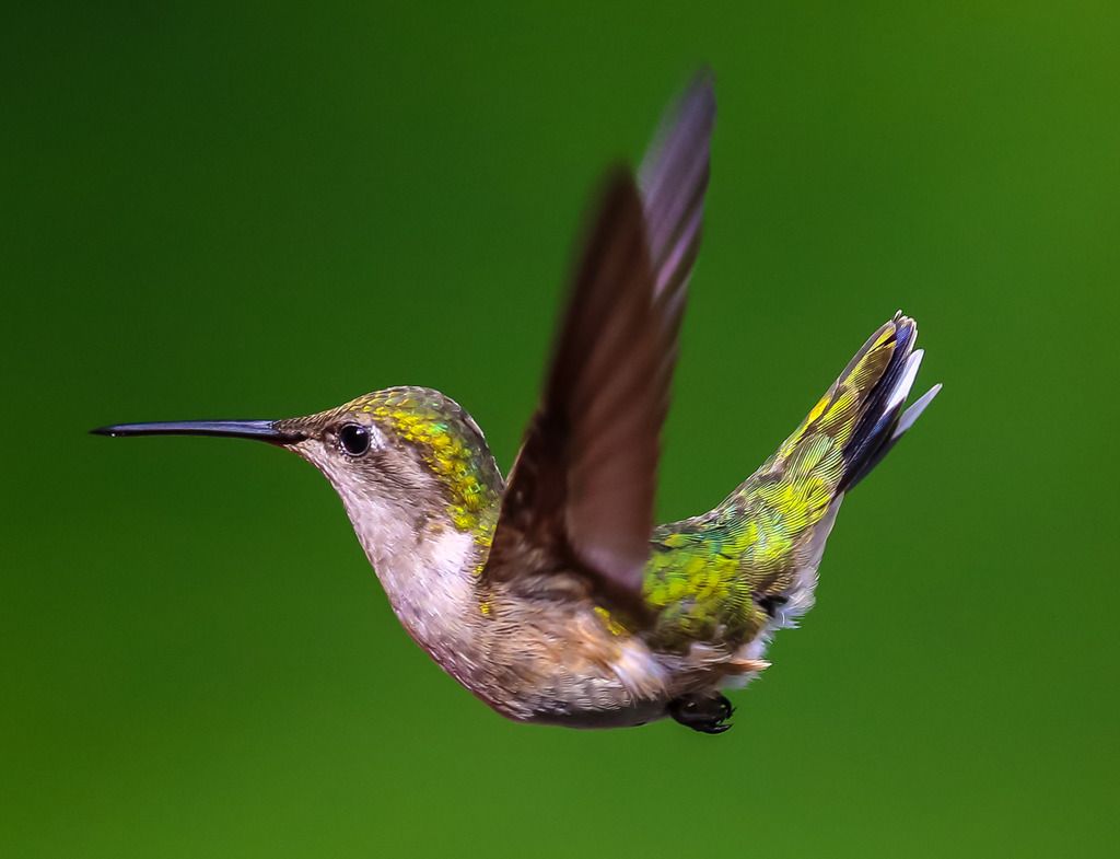 IMAGE: http://i422.photobucket.com/albums/pp304/woodzy9370/lr-humming--9953_zpsn0rlo0l6.jpg