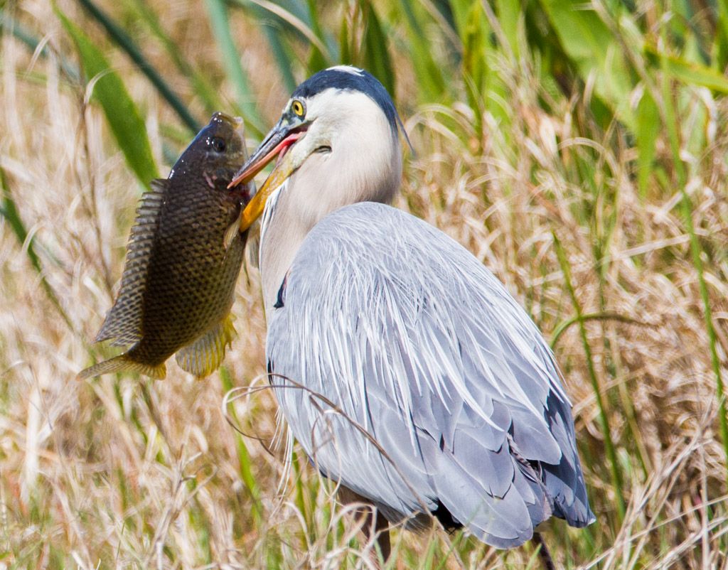 IMAGE: http://i422.photobucket.com/albums/pp304/woodzy9370/lunch-138235_zps5091971d.jpg