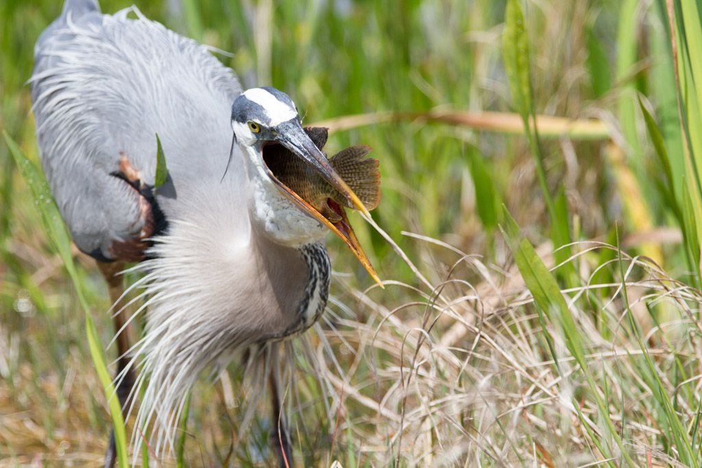 IMAGE: http://i422.photobucket.com/albums/pp304/woodzy9370/lunch-138283_zps56bb4bfc.jpg