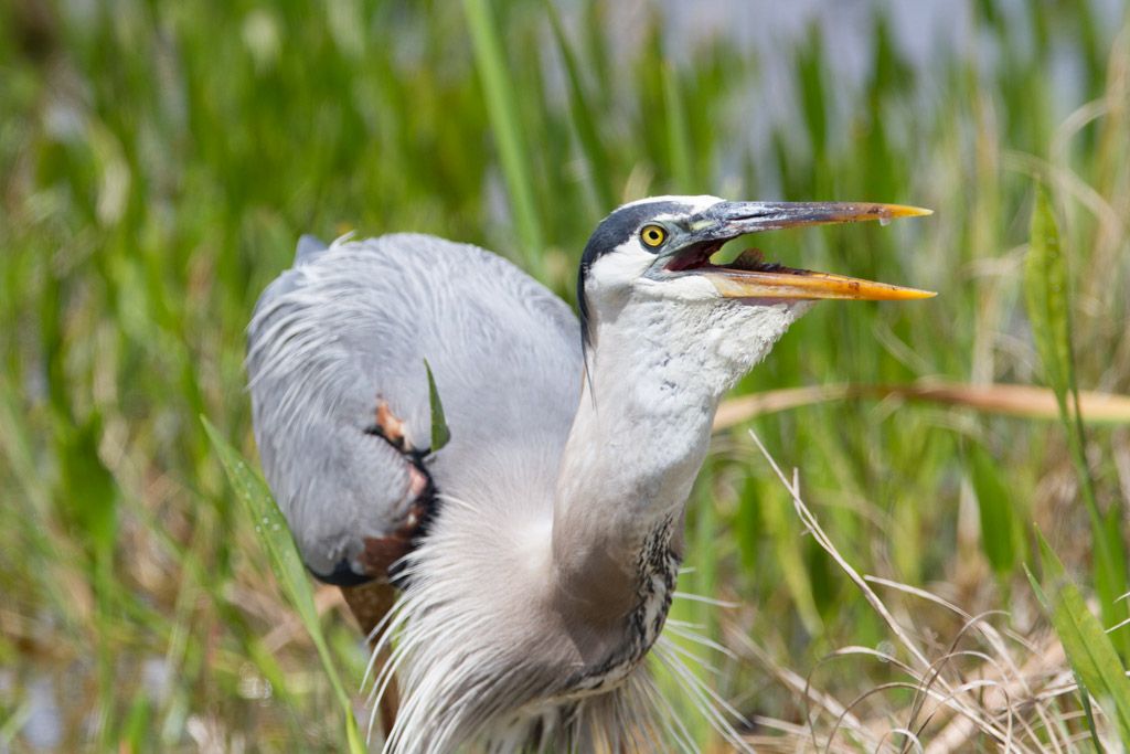 IMAGE: http://i422.photobucket.com/albums/pp304/woodzy9370/lunch-138287_zpsb4f9f25d.jpg