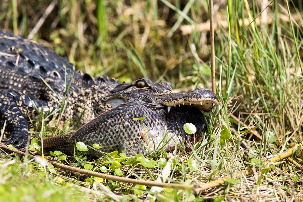 IMAGE: http://i422.photobucket.com/albums/pp304/woodzy9370/lunch-1514_zpsb917588c.jpg