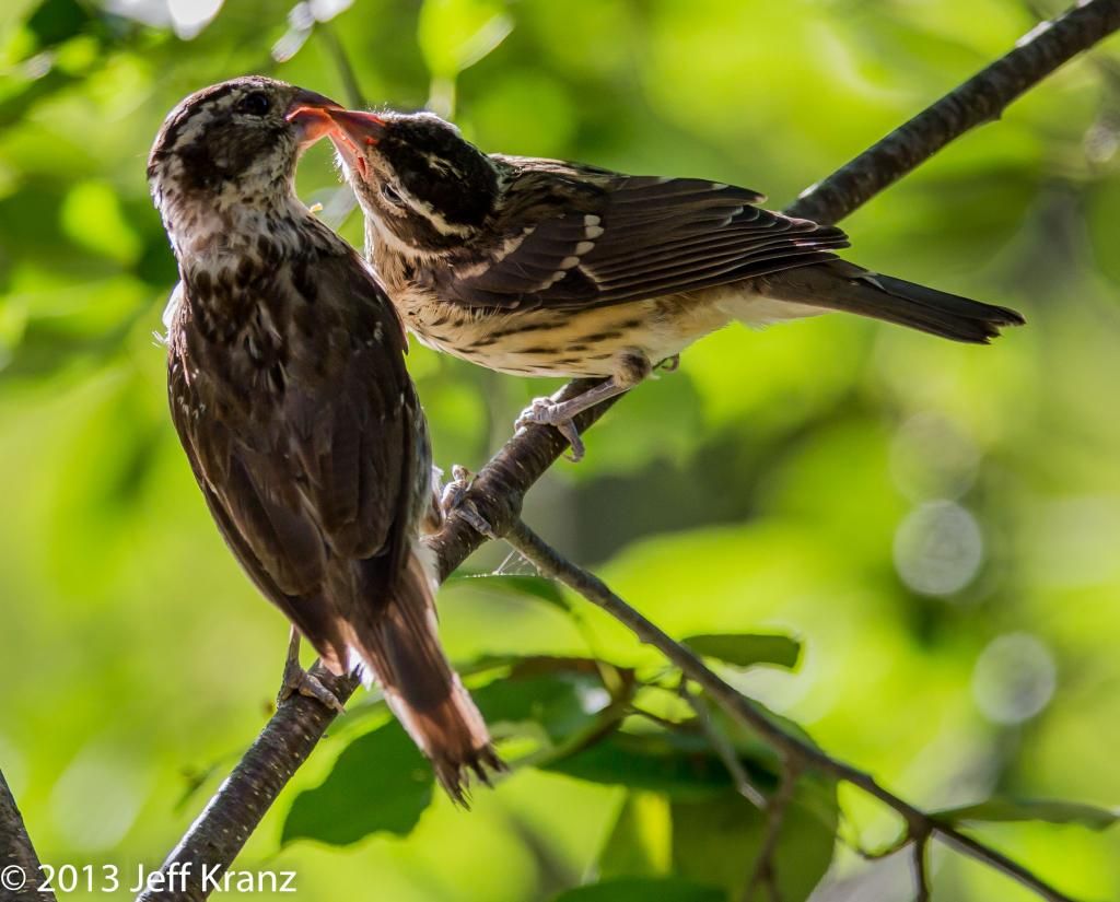 IMAGE: http://i422.photobucket.com/albums/pp304/woodzy9370/slagle/slagle-1439_zps9eea23f2.jpg