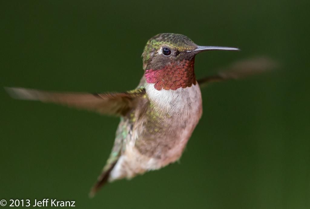 IMAGE: http://i422.photobucket.com/albums/pp304/woodzy9370/slagle/slagle-6580_zps8f849bb9.jpg