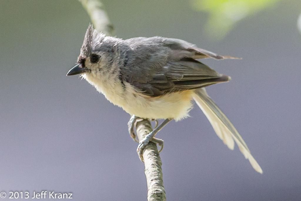 IMAGE: http://i422.photobucket.com/albums/pp304/woodzy9370/slagle/slagle-6602_zpsb32372d7.jpg