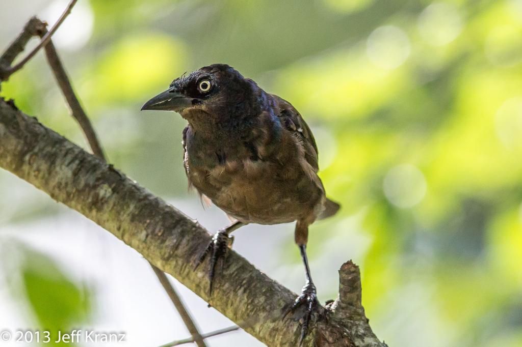 IMAGE: http://i422.photobucket.com/albums/pp304/woodzy9370/slagle/slagle-6603_zpsec9898e1.jpg