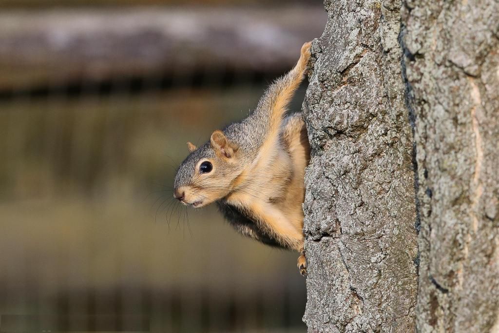 IMAGE: http://i422.photobucket.com/albums/pp304/woodzy9370/squirrel-400mm-1_zps64c7f915.jpg
