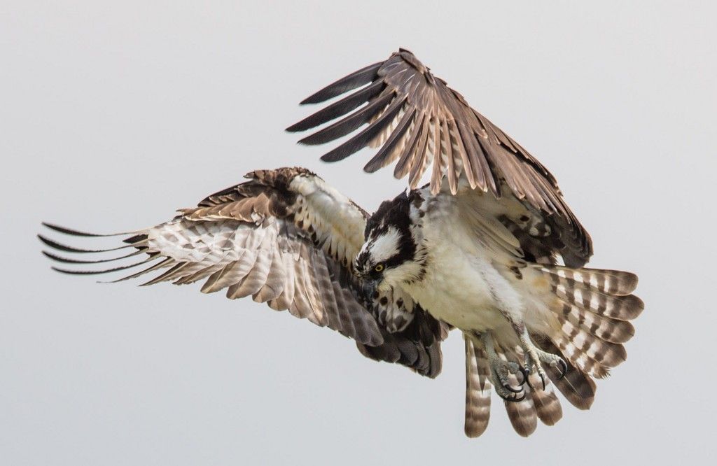 IMAGE: http://i422.photobucket.com/albums/pp304/woodzy9370/viera%20wetlands/florida-2014-lunch--1844-TH_zps496f7f6e.jpg