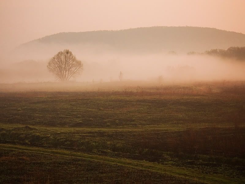 Dołączona grafika