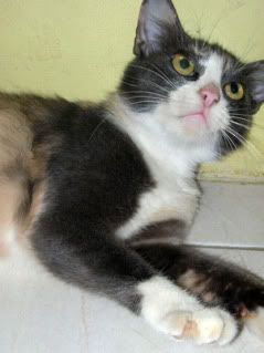 Jual Kucing Angora Mix Ganteng dan Cantik!... on Sat Ma