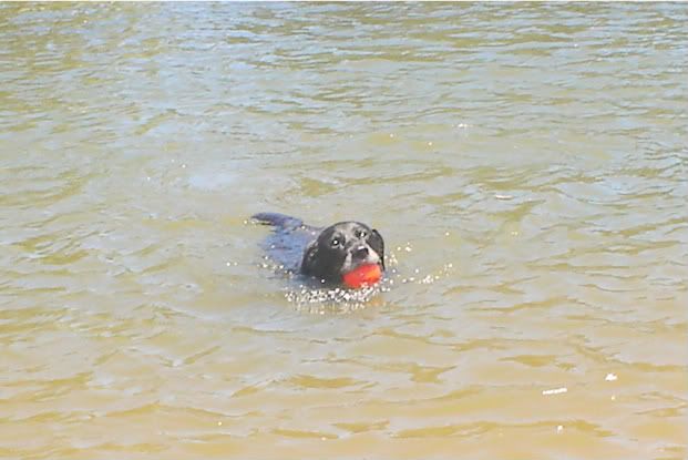 Fitzyswimmingwithhisball-1.jpg