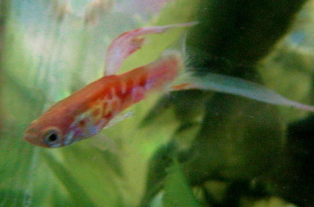 A Guide To Inbreeding Livebearers Tropical Fish Forums