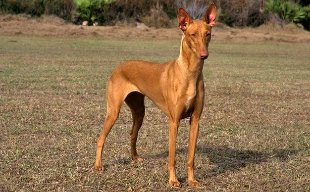 Pharaoh-Hound-2-645mk0628111.jpg