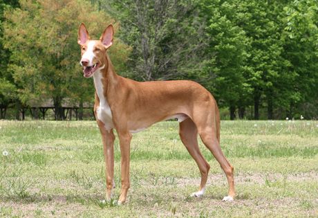 ibizanhound.jpg