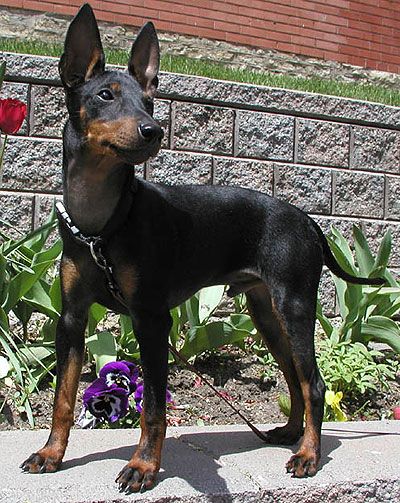 manchester_terrier_h02.jpg