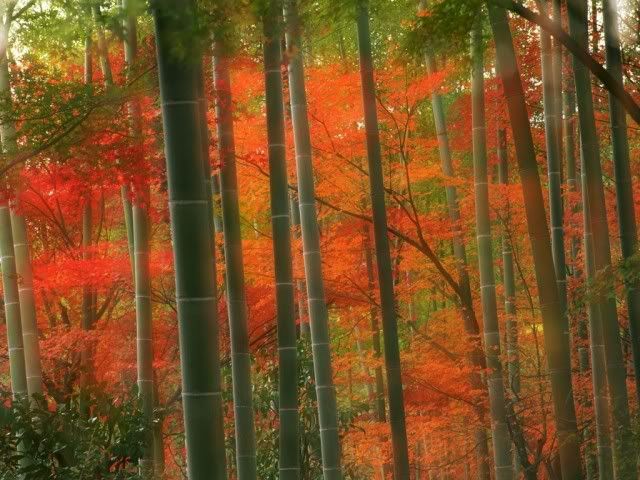 http://i422.photobucket.com/albums/pp309/Amaya_Nia/World_Japan_Bamboo_Forest__Arashiya.jpg