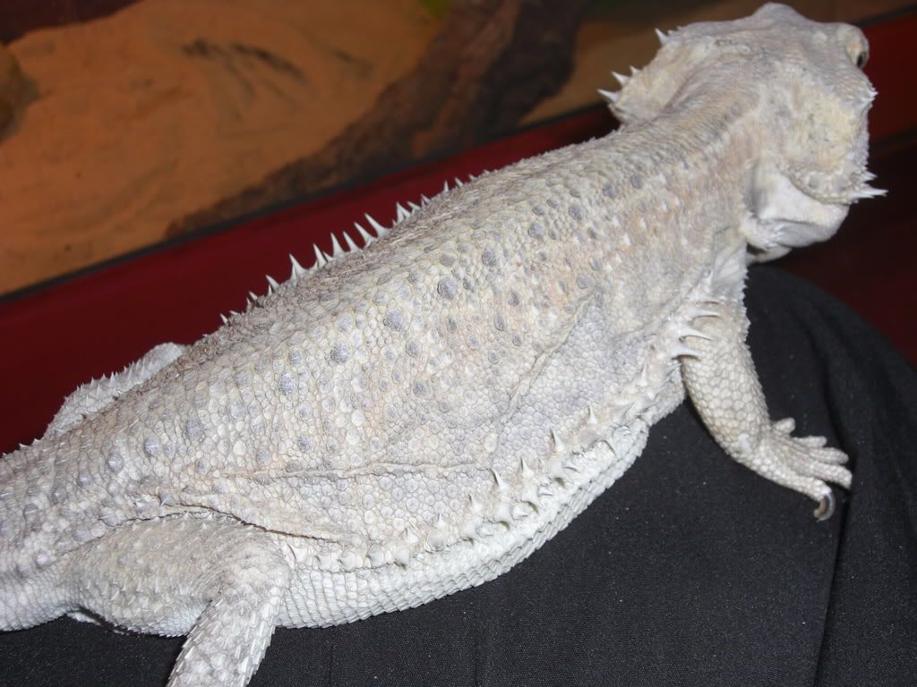 Bearded Dragon Pregnant