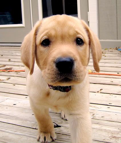 labrador