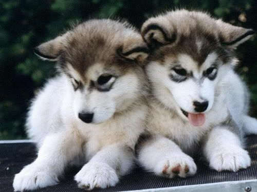 malamute